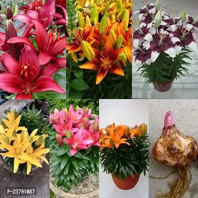 Asiatic lily flower bulbs mix colour pack of 4-thumb0