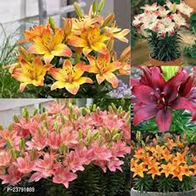 Asiatic lily flower bulbs bivanya pack of 4