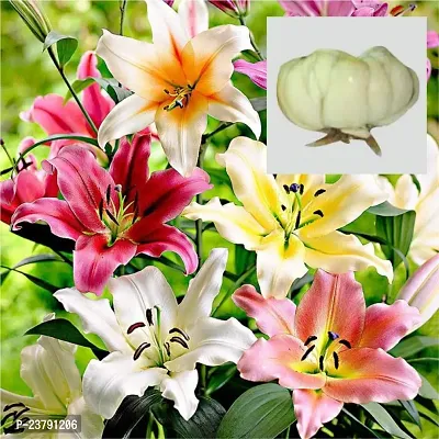 Asiatic lily flower bulbs pink pack of 5