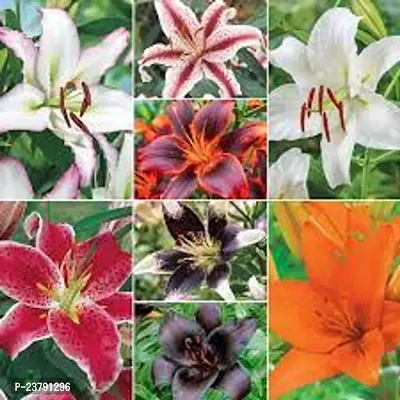 Asiatic lily flower bulbs white pack of 6