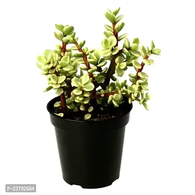 Jade mini plant pack of 1