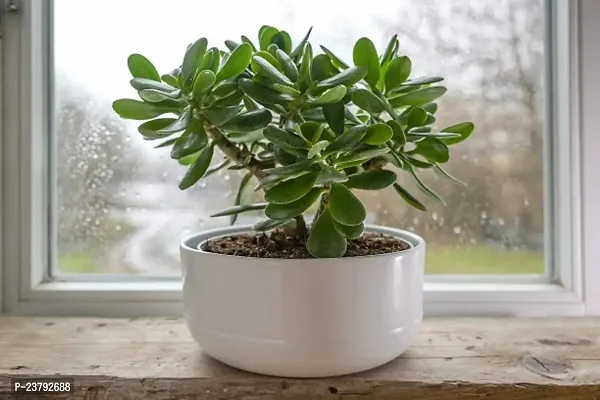 Jade plant indoor live plant without pot pack of 1-thumb0