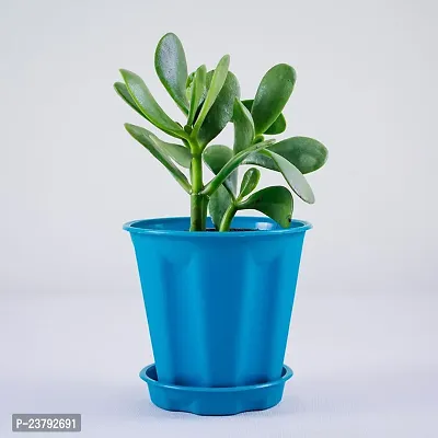 Jade plant indoor live plant small pack of 1