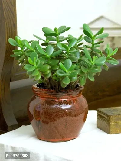 Indoor live jade plant chui mui pack of 1