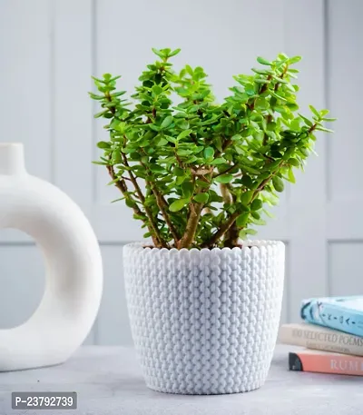 Jade mini plant pack of 2