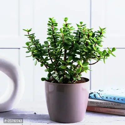 Jade plant indoor live plant without pot pack of 2