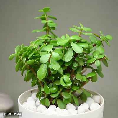 Jade plant indoor live plant big size pack of 2