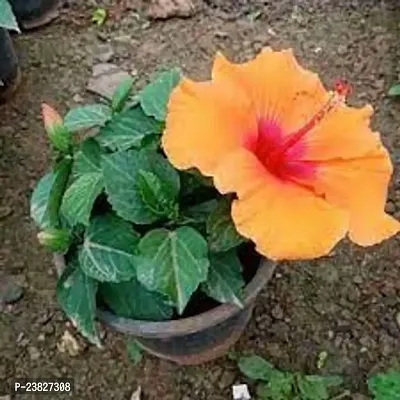 Hibiscus plant live pack of 1-thumb0