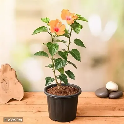 Hibiscus plant pack of 1-thumb0