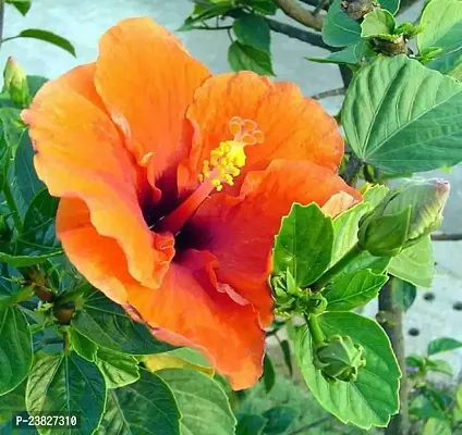 Hibiscus plant live with flowers pack of 1