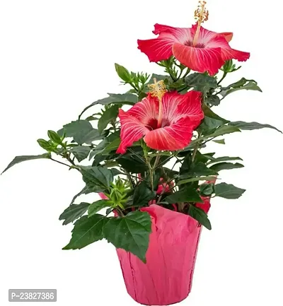 Hibiscus flower plants all colours pack of 1-thumb0