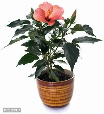 Hibiscus multicolour flower plant seeds pack of 1