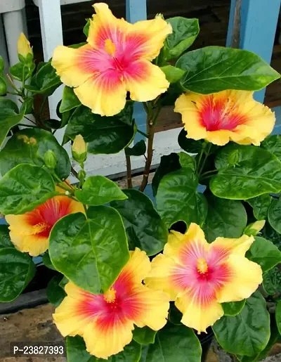 Hibiscus double petal live plant pack of 1