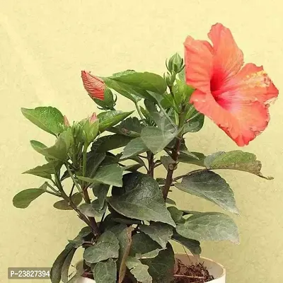 Double petal hibiscus plant pack of 1