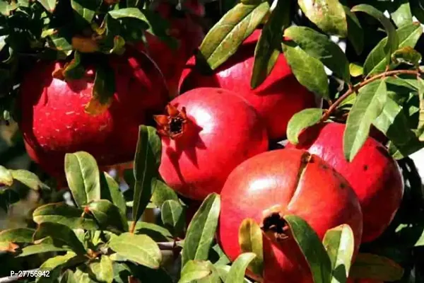 Pomegranate plant ( Pack of 1 )-thumb0