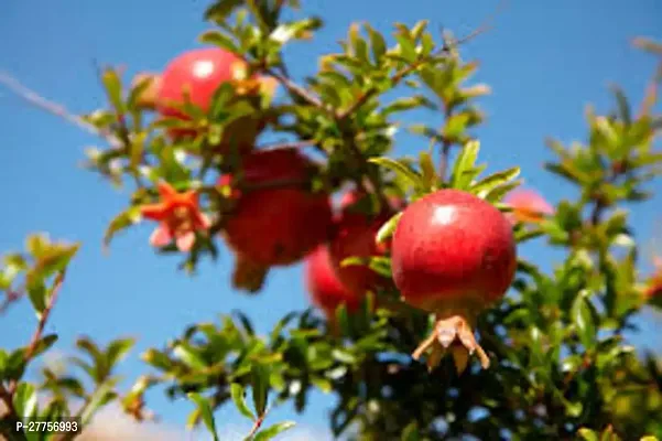 Pomegranate tree live plant ( 1 live plant )-thumb0