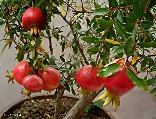 Pomegranate live plant grafted ( 1 live plant )-thumb0