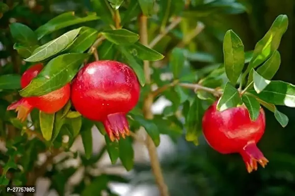 Dwarf pomegranate tree live plant ( Pack of 1 )