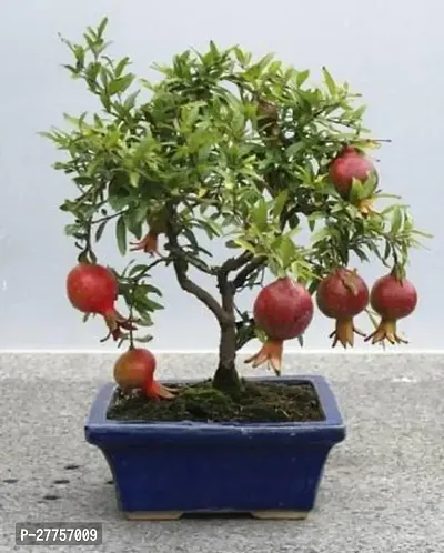 Grafted dwarf pomegranate tree live plant ( Pack of 1 )-thumb0