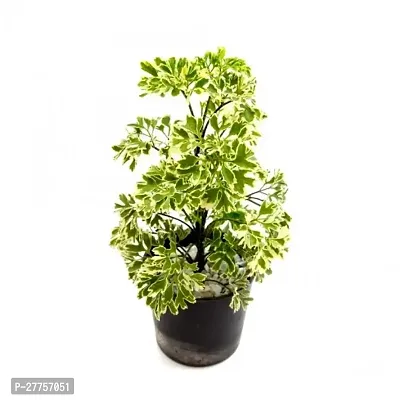 Aralia plants ( Pack of 1 )-thumb0