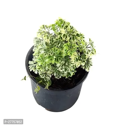 Aralia plant live ( Pack of 1 )