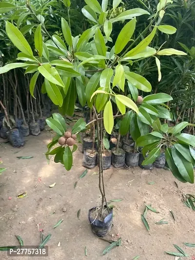 Chiku plants for home garden ( 1 live plant )