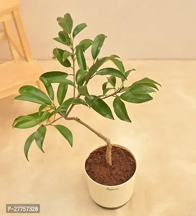 Chiku live plant ( 1 live plant )