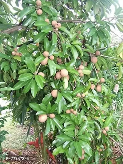 Chikoo plant ( 1 live plant )-thumb0