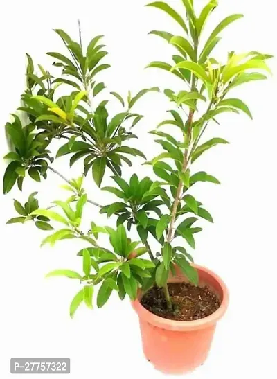 Chikoo plant grafted ( 1 live plant )