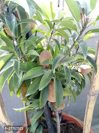 Chikoo plant live ( 1 live plant )