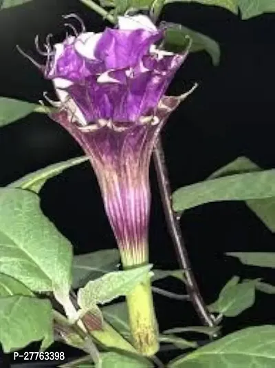 Kala dhatura plant ( 1 live plant )-thumb0