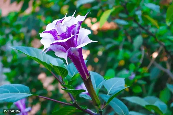 Black dhatura plant ( 1 live plant )-thumb0