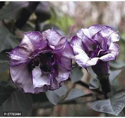 Datura plant ( 1 live plant )