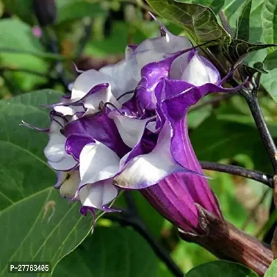 Datura plant live ( 1 live plant )