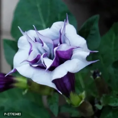 Datura flower plant ( 1 live plant )