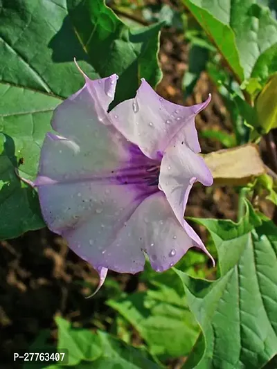 Datura flower plant yellow ( 1 live plant )