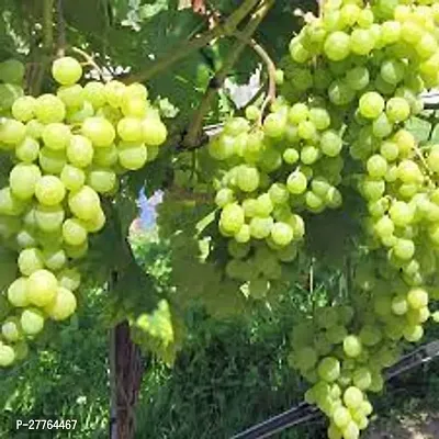 Grape plants for home garden ( pack of 1 )