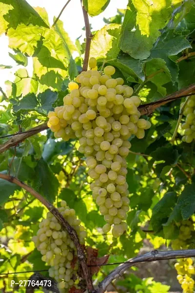 Seedless grapes live plant ( pack of 1 )-thumb0