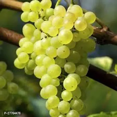 Hybrid grapes plant ( pack of 1 )-thumb0