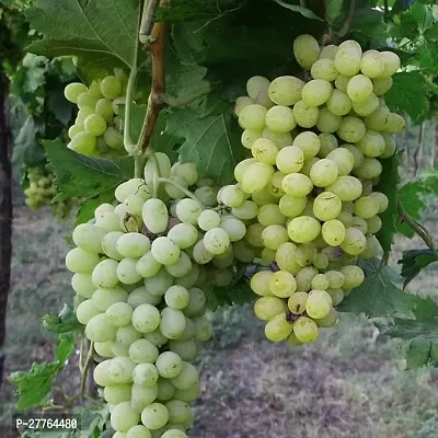 Grapes live plant hybrid  ( pack of 1 )-thumb0