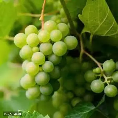 Grapes plant live ( pack of 1 )-thumb0