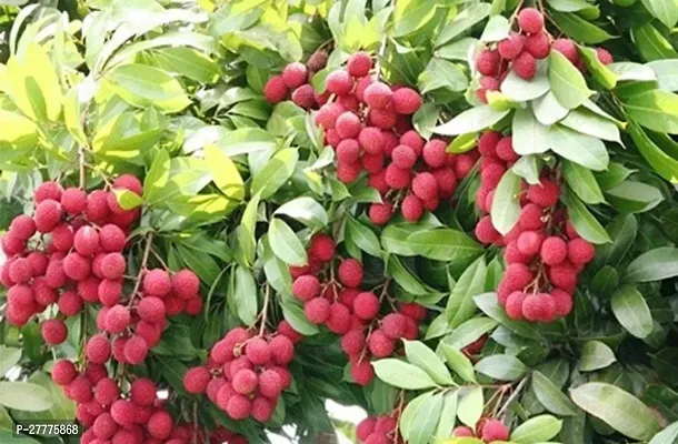 Litchi plant grafted hybrid ( pack of 1 )