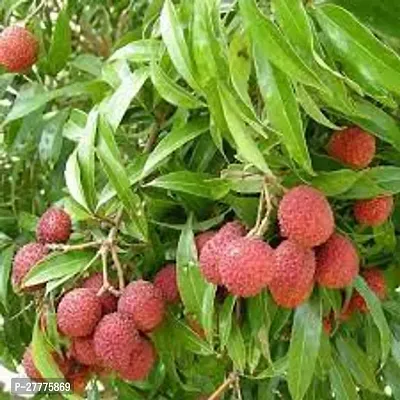 Litchi plant for terrace garden ( pack of 1 )