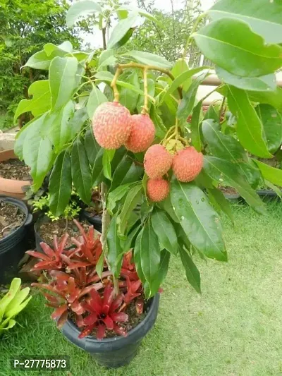 Litchi live fruit plant grafted ( pack of 1 )-thumb0