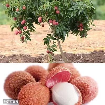 Lichi tree plant ( pack of 1 )-thumb0