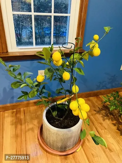 Lemon Plant for Gardening
