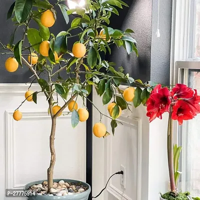 Lemon Plant for Gardening