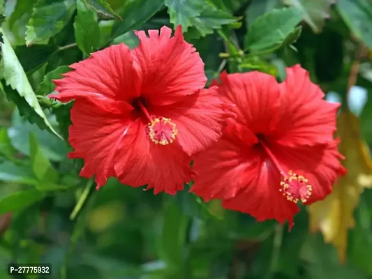 Hibiscus live plant with flower ( pack of 1 )