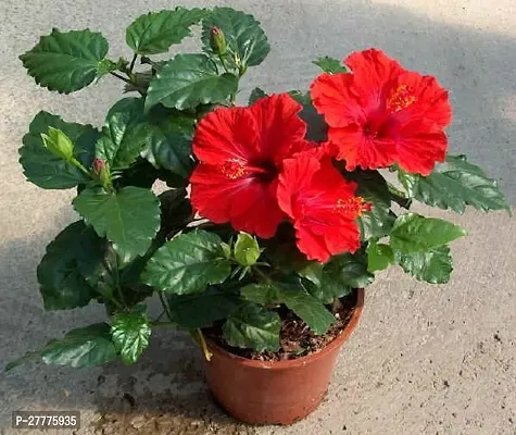 Hibiscus flower plants live ( pack of 1 )-thumb0