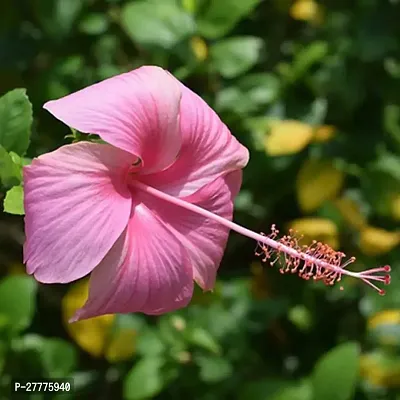 Hibiscus multicolour flower plant seeds ( pack of 1 )-thumb0